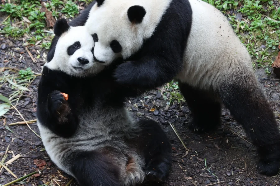 Half-day panda tour (Panda breeding center)